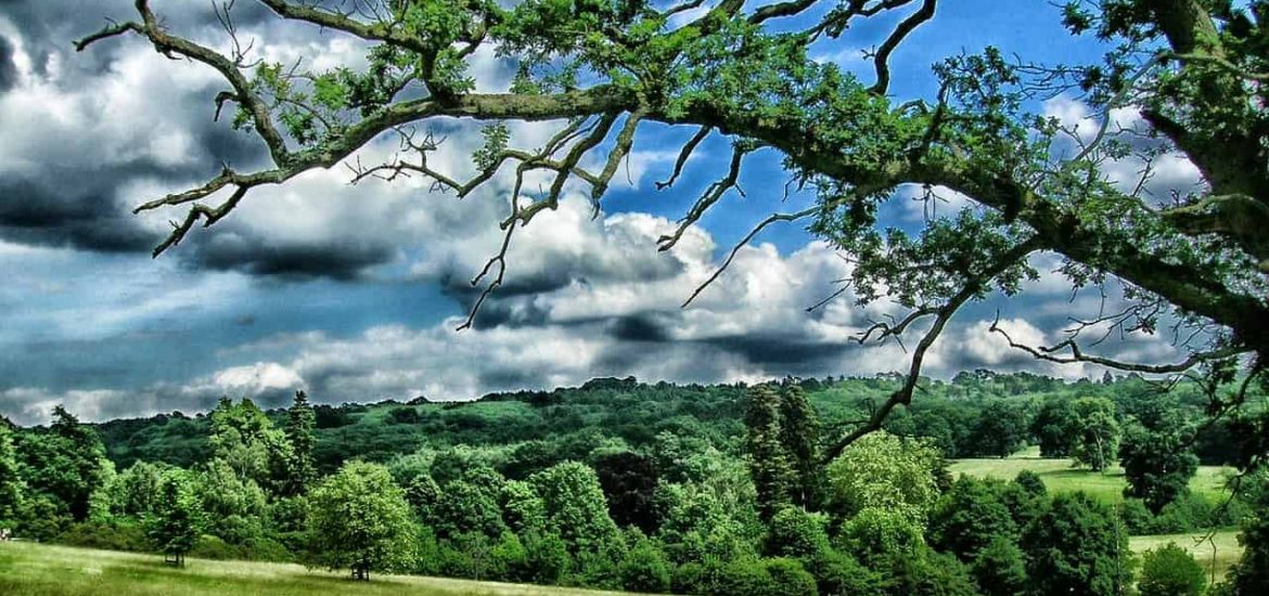 Finding Britain’s ‘shadow woods’ is key to reforesting the countryside