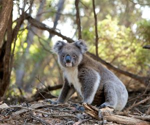 Koalas are facing grave threats from multiple sources