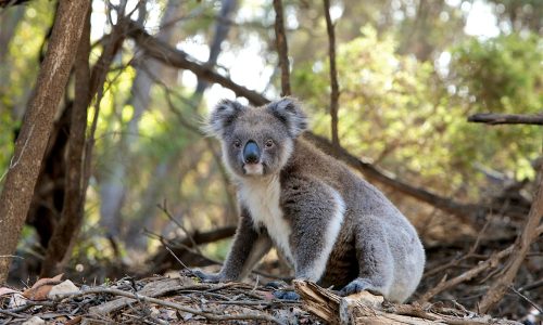 Koalas are facing grave threats from multiple sources