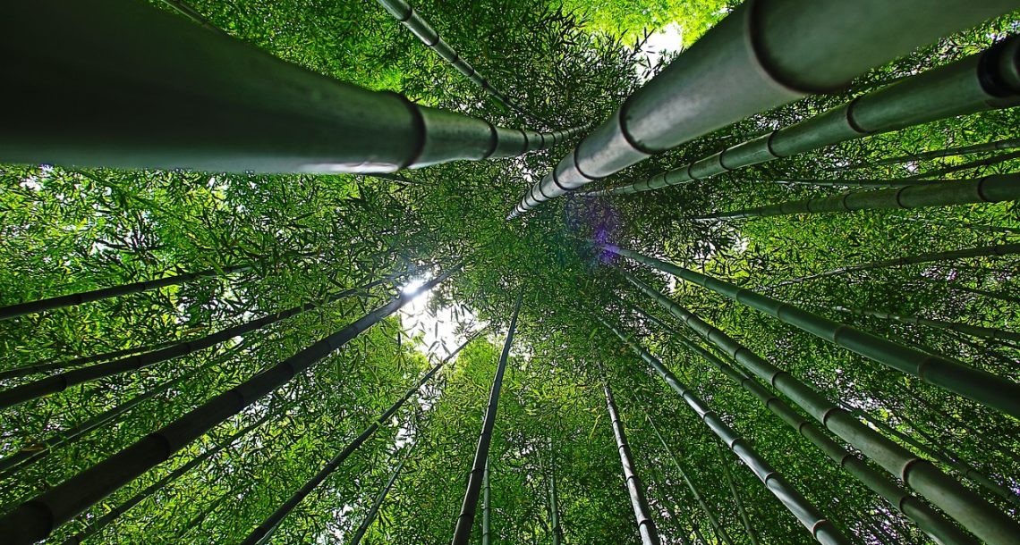 Bamboo can help us fight both climate change and poverty