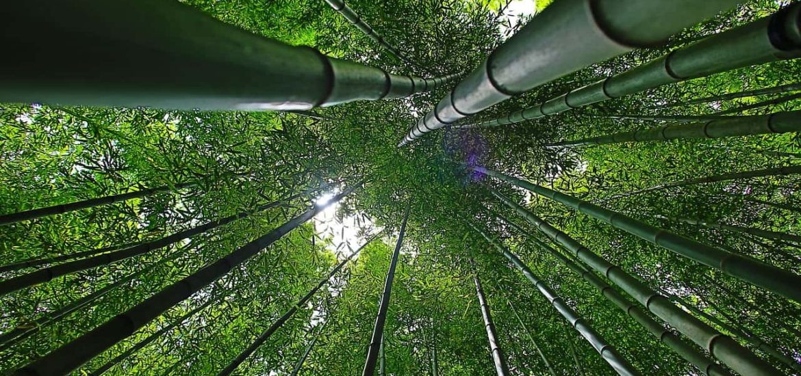 Bamboo can help us fight both climate change and poverty