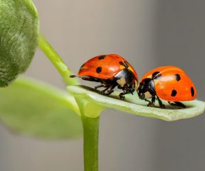 Insects may feel pain, evidence shows
