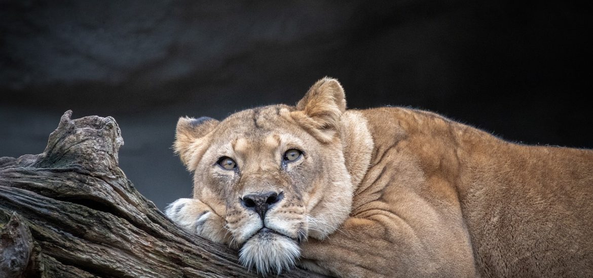 Lions, previously driven extinct in an area of Chad, are back