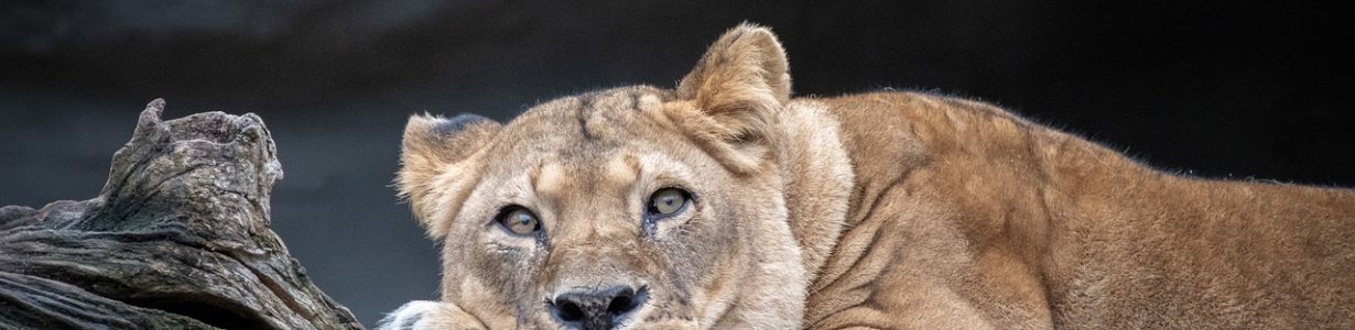 Lions, previously driven extinct in an area of Chad, are back