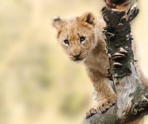 Trophy hunting won’t save Africa’s lions so the UK ban on wildlife imports is a welcome step