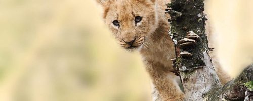 Trophy hunting won’t save Africa’s lions so the UK ban on wildlife imports is a welcome step
