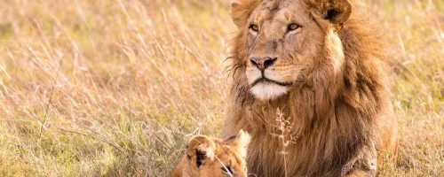 Africa’s endangered lions can thrive in protected areas