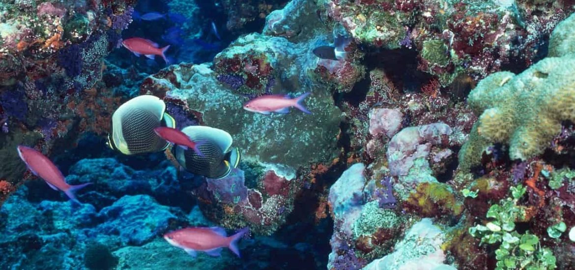 Food webs at coral reefs are more delicate than previously thought
