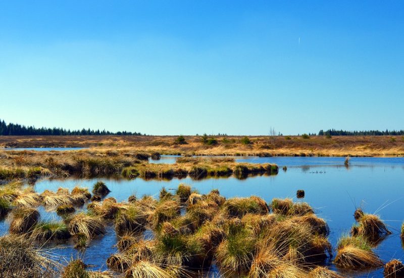 Earth has lost a fifth of wetlands since 1700, but most could still be saved