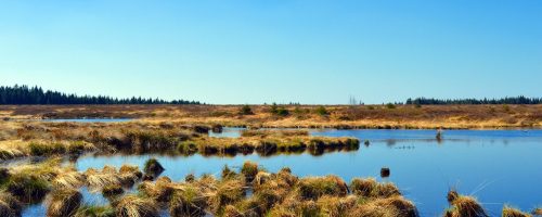 Wind farms can harm the ecosystems of Europe’s blanket bogs