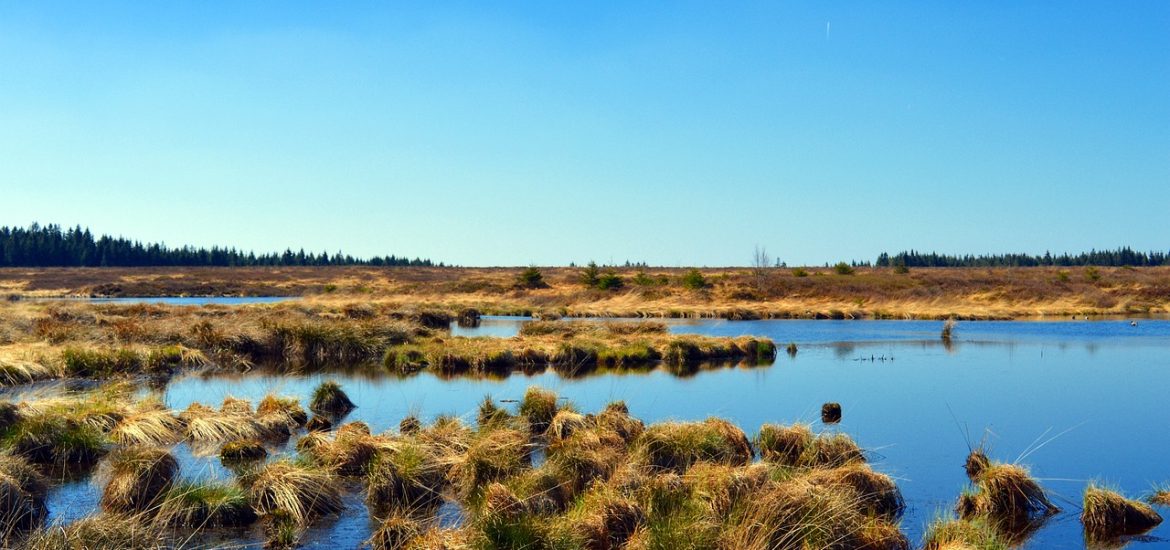 Wind farms can harm the ecosystems of Europe’s blanket bogs