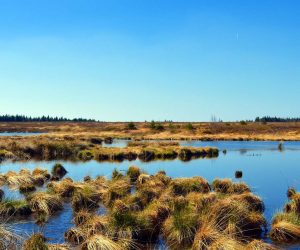 Earth has lost a fifth of wetlands since 1700, but most could still be saved