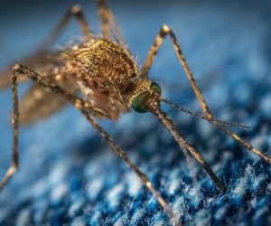 Light pollution could extend mosquitoes’ biting season