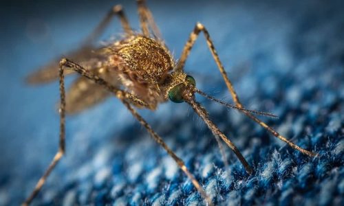 Light pollution could extend mosquitoes’ biting season