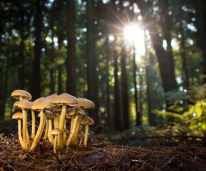 Why it’s time to include fungi in global conservation goals