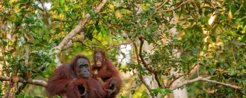 Palm oil substitutes can offer beleaguered rainforests a fighting chance