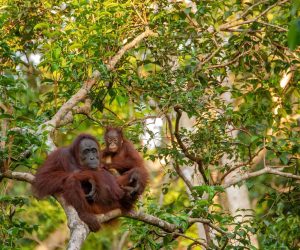 Could ‘half-Earth’ conservation save orangutans?