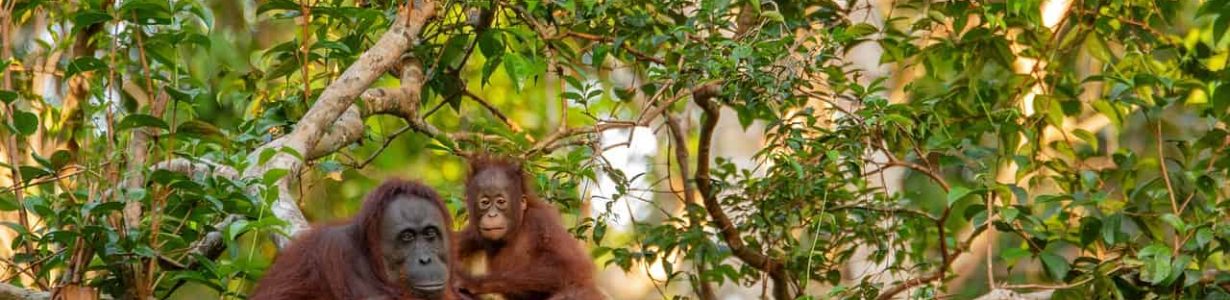 Could ‘half-Earth’ conservation save orangutans?