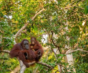 In the shadows of extinction: orangutans and their battle for survival