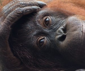New approaches are needed to stop the killing of orangutans in Borneo