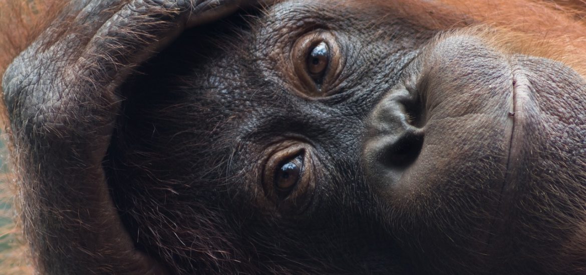 New approaches are needed to stop the killing of orangutans in Borneo