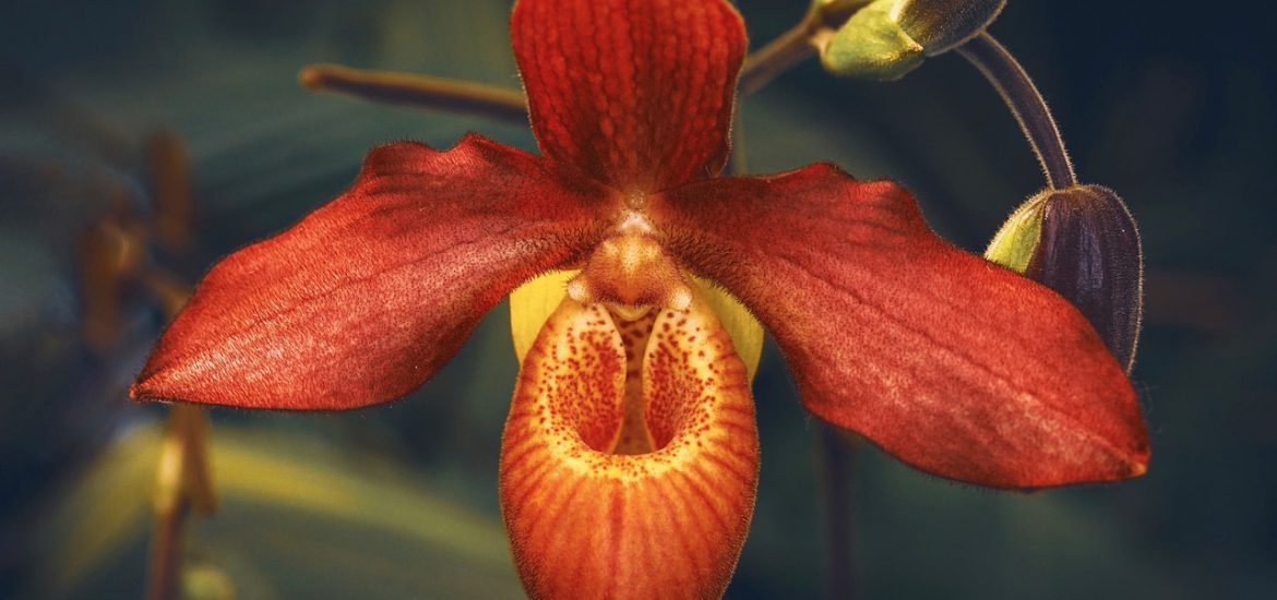 China’s booming orchid industry is a test of its commitment to conservation
