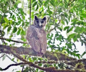 Rare owl sighting in Africa is a bright spot for biodiversity
