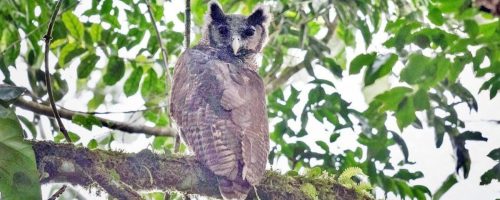 Rare owl sighting in Africa is a bright spot for biodiversity