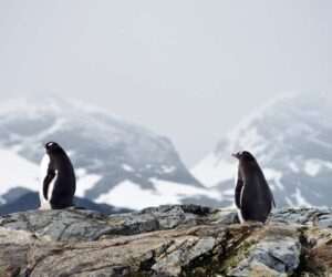 Invasive species are threatening Antarctica’s fragile ecosystems