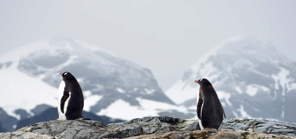 Invasive species are threatening Antarctica’s fragile ecosystems