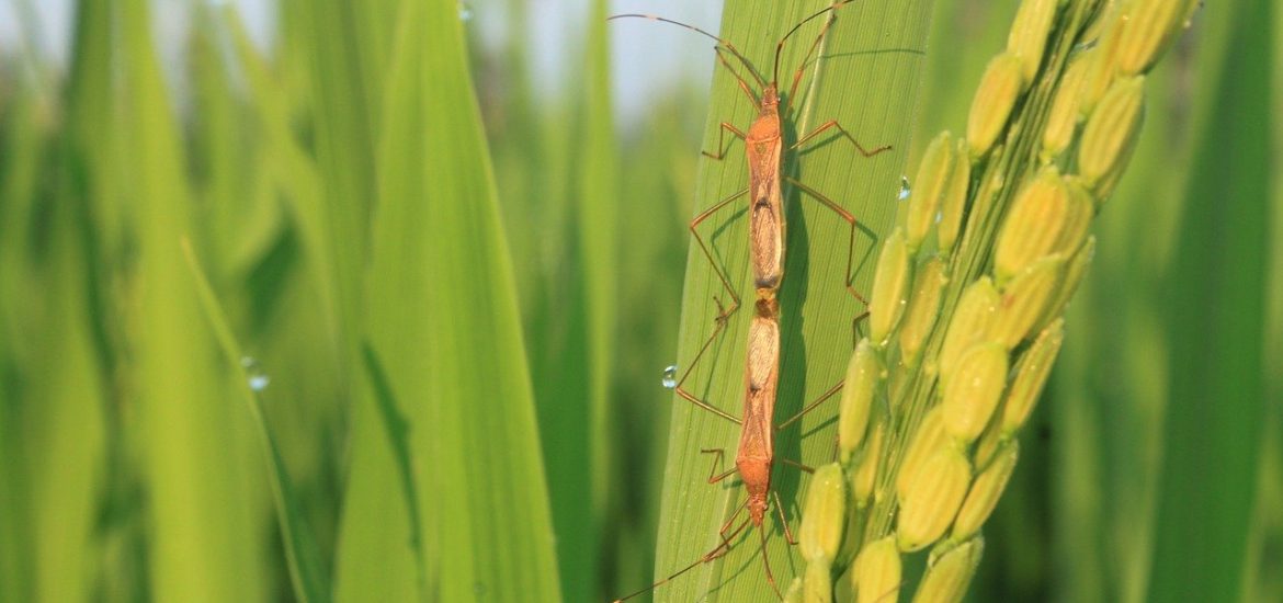 Climate change is helping plant pests spread, the UN warns