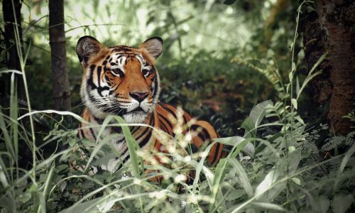 From Thailand to Bhutan wild tiger populations have grown