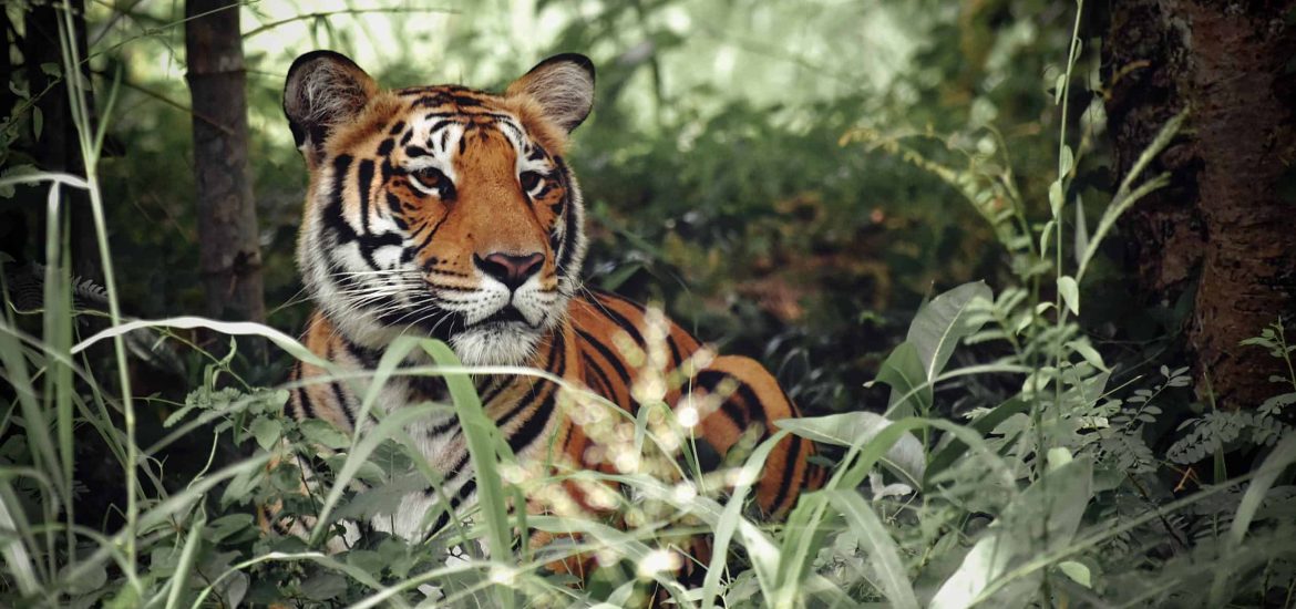 From Thailand to Bhutan wild tiger populations have grown