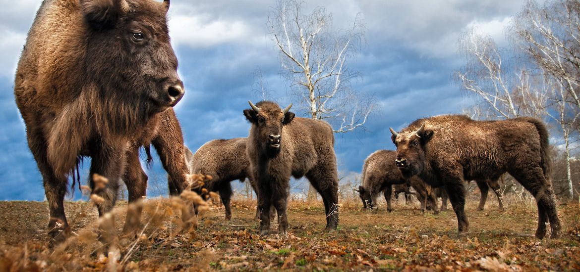 Scientists map the best areas for Europe’s bison to thrive in the wild