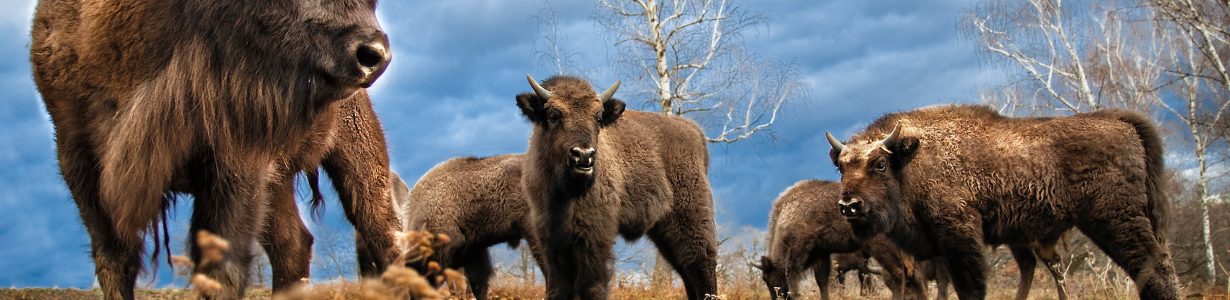 Scientists map the best areas for Europe’s bison to thrive in the wild