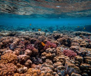 How coral reefs may weather warming temperatures