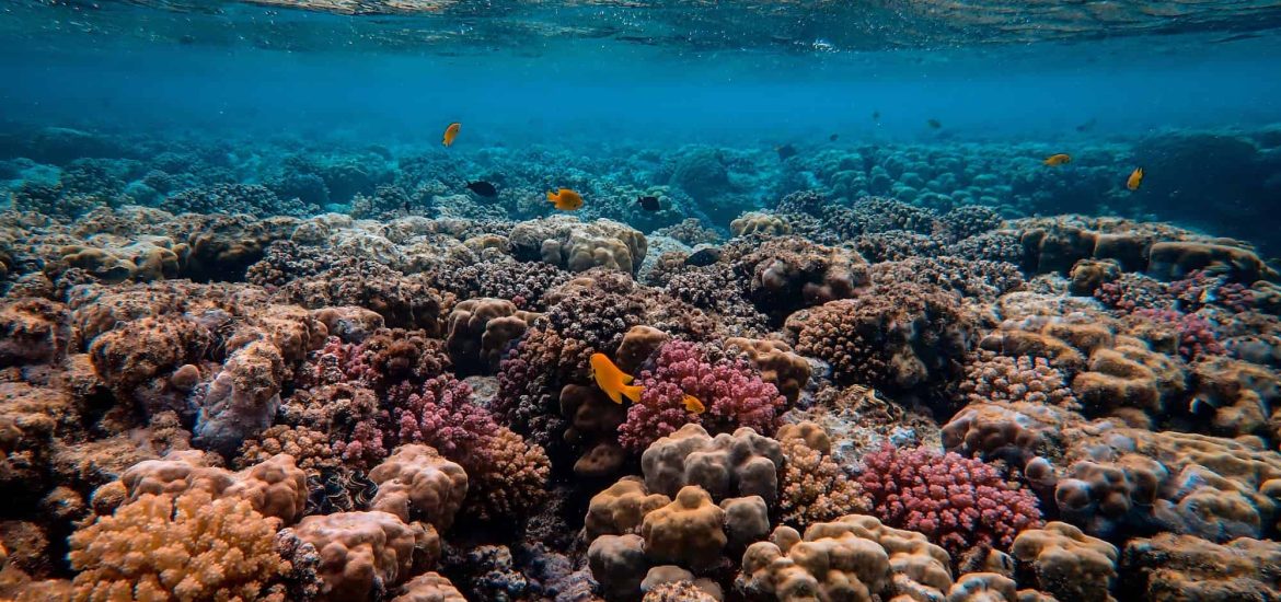 How coral reefs may weather warming temperatures