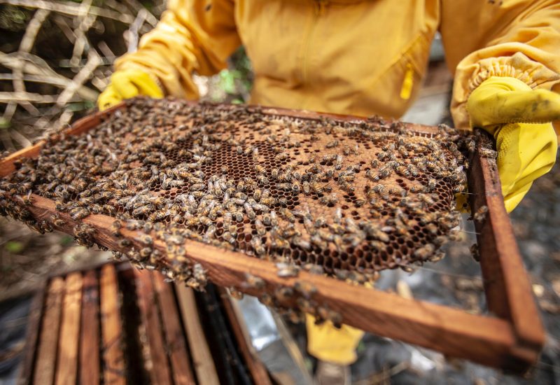 Scientists in Europe are arming queen bees with robots and smart hives to save their colonies