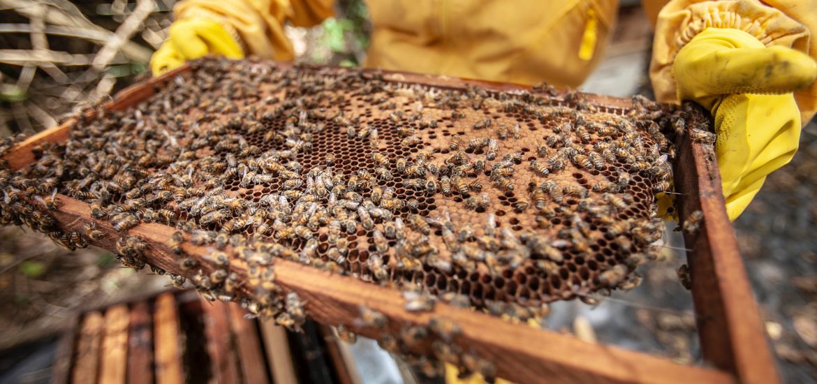 Scientists in Europe are arming queen bees with robots and smart hives to save their colonies