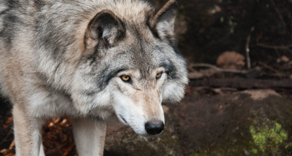 Europe has a wolf problem, but a Norwegian philosopher has the solution
