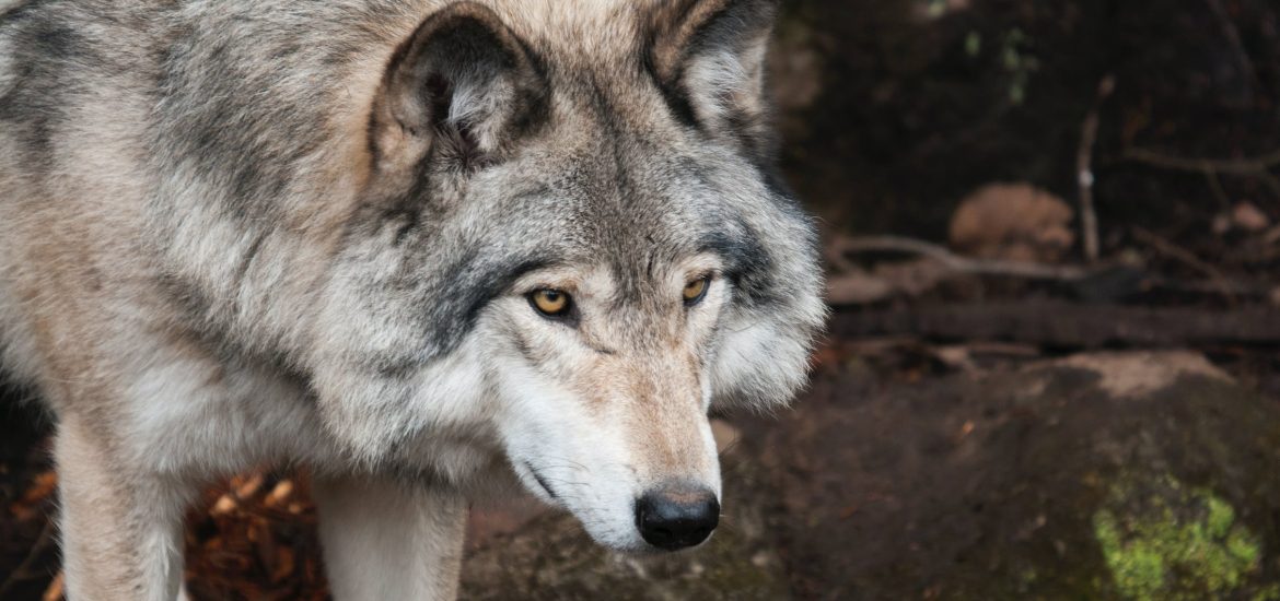 Europe has a wolf problem, but a Norwegian philosopher has the solution