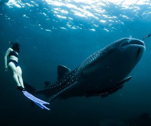 The gentle giants of the oceans need our help
