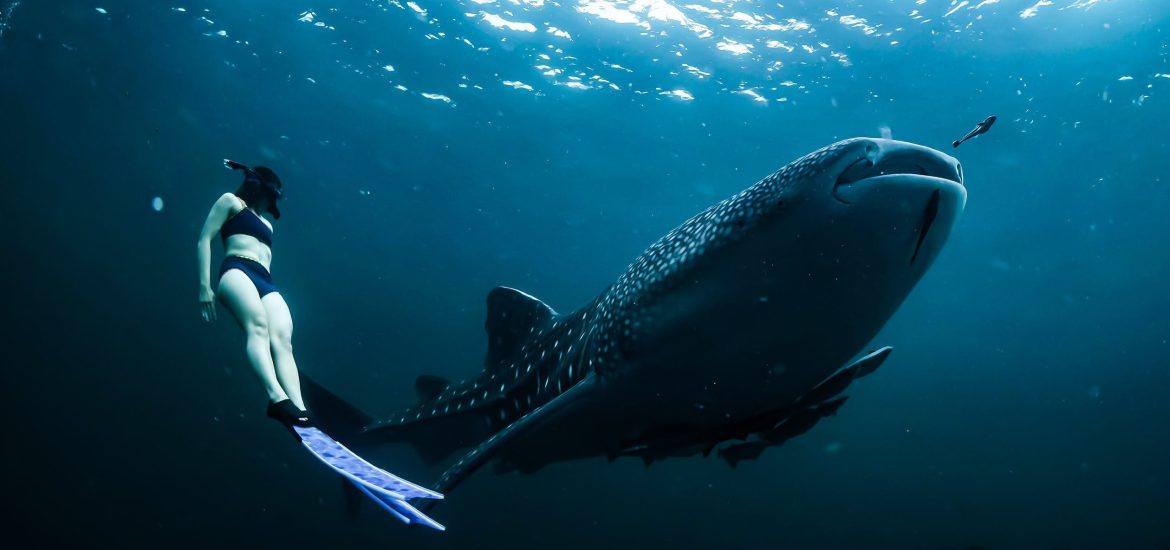 The gentle giants of the oceans need our help