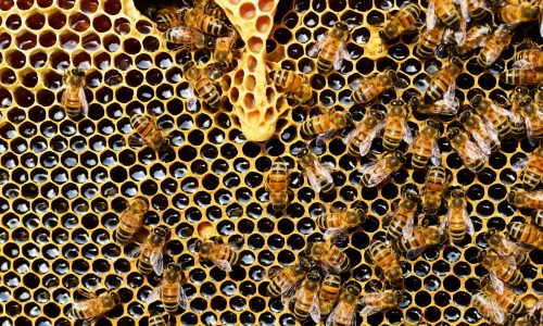 Honey yields have long been on the decline. Scientists now know why