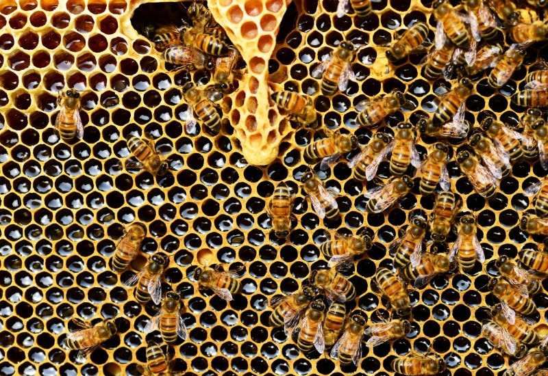 Honey yields have long been on the decline. Scientists now know why