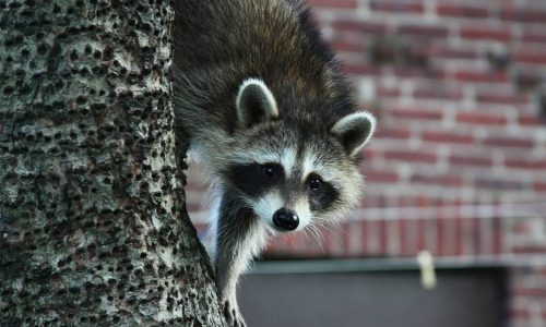Mammals living in cities grow larger than their country cousins