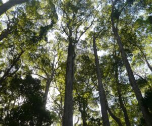 Some 9,200 species of trees are ‘still undiscovered’ by science