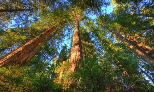 Coast redwood trees are adaptable marvels in a warming world