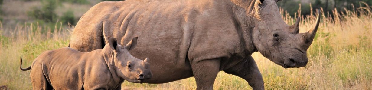 It’s time for a new approach in saving white rhinos