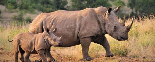 It’s time for a new approach in saving white rhinos